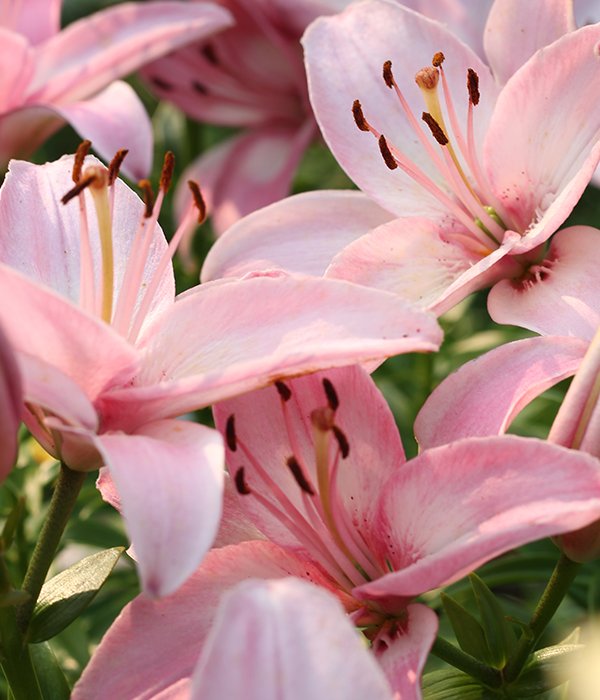 Sarah Elizabeth Arsement