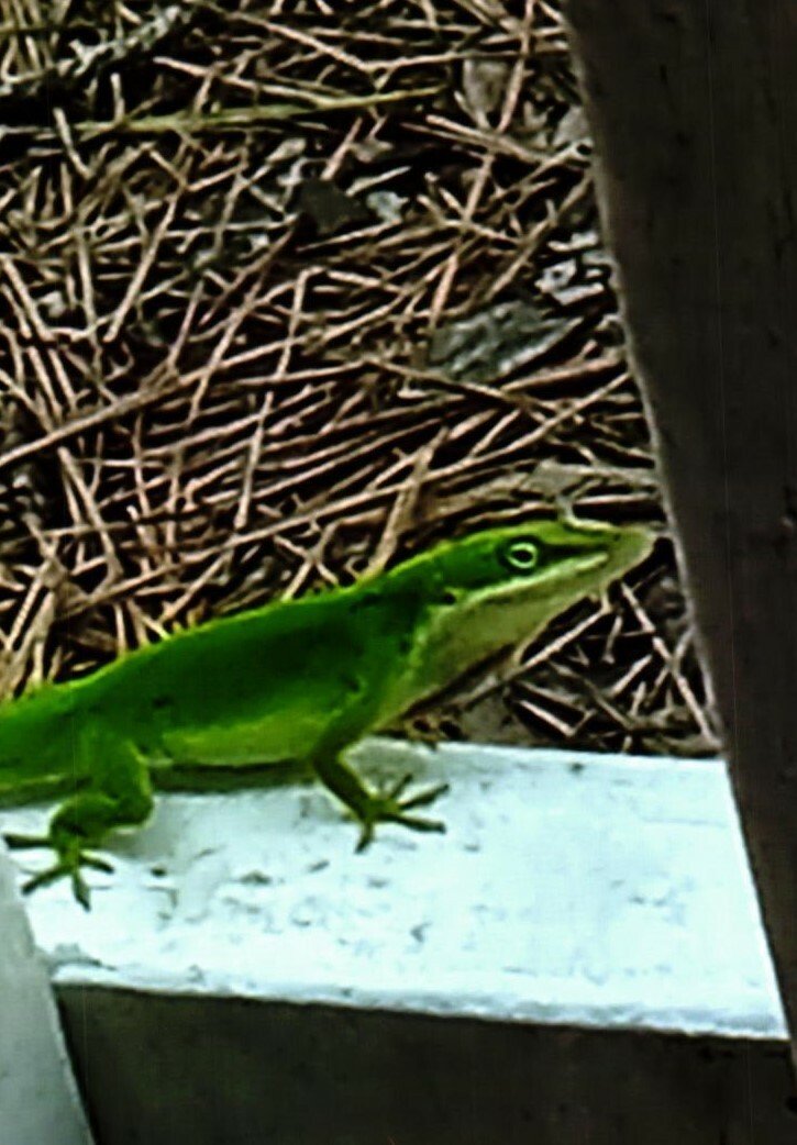 Tanya Marie Clopton Alvarez - Photo 11