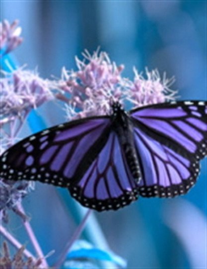 Eva Dell Busby - Photo 2