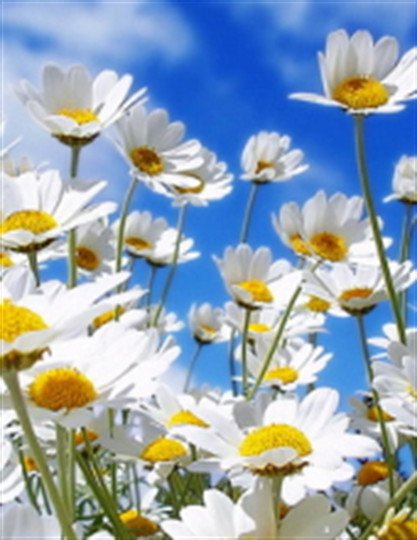 Helen Joy Gilbert - Photo 2