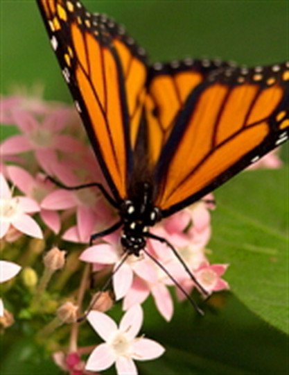 Sophia Ann Holloway - Photo 2