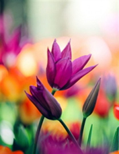 Billie Jean Barnett - Photo 2