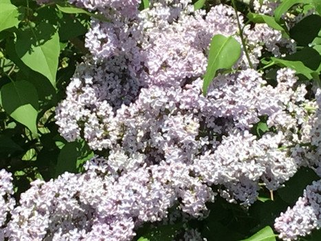 Pearl Duhon - Photo 7