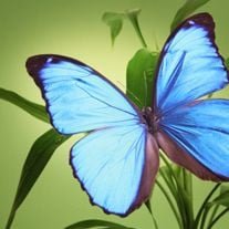 Deborah Ann Castille